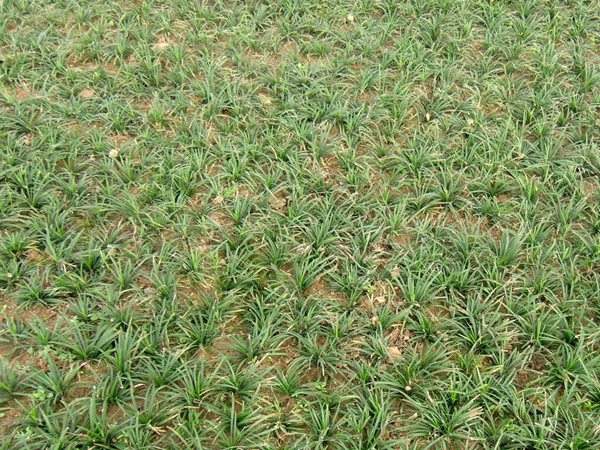 矮麦冬基地实拍图片