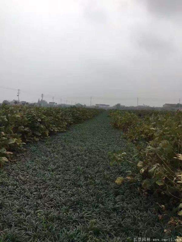 矮麦冬基地实拍图片