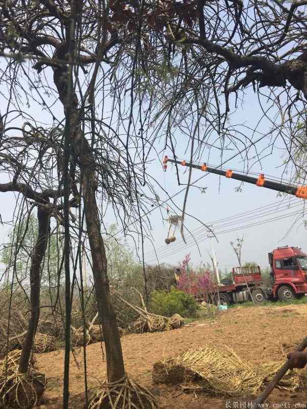 龙爪槐图片龙爪槐基地实拍