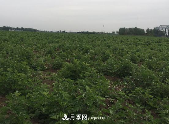 艾草种植技术为什么选南阳,为什么选国医仲景公司?(图1) 艾草种植技术为什么选南阳,为什么选国医仲景公司?(图1)