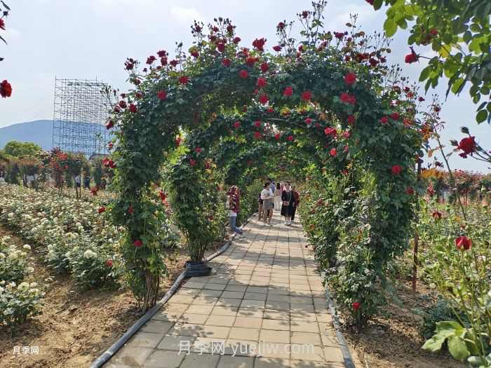 夏季很多月季和花木快速衰弱死亡,是什么原因?(图1) 夏季很多月季和花木快速衰弱死亡,是什么原因?(图1)