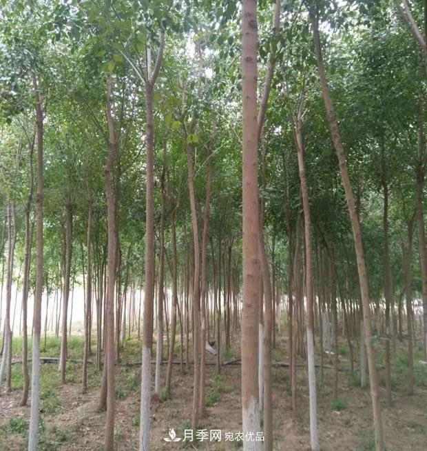 苗圃地的建设与整地施肥办法(图1) 苗圃地的建设与整地施肥办法(图1)