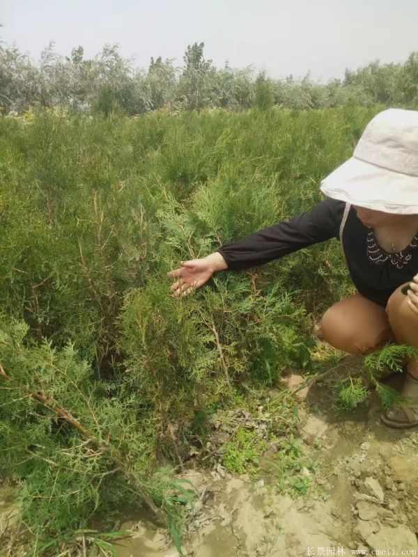 侧柏图片侧柏基地实拍