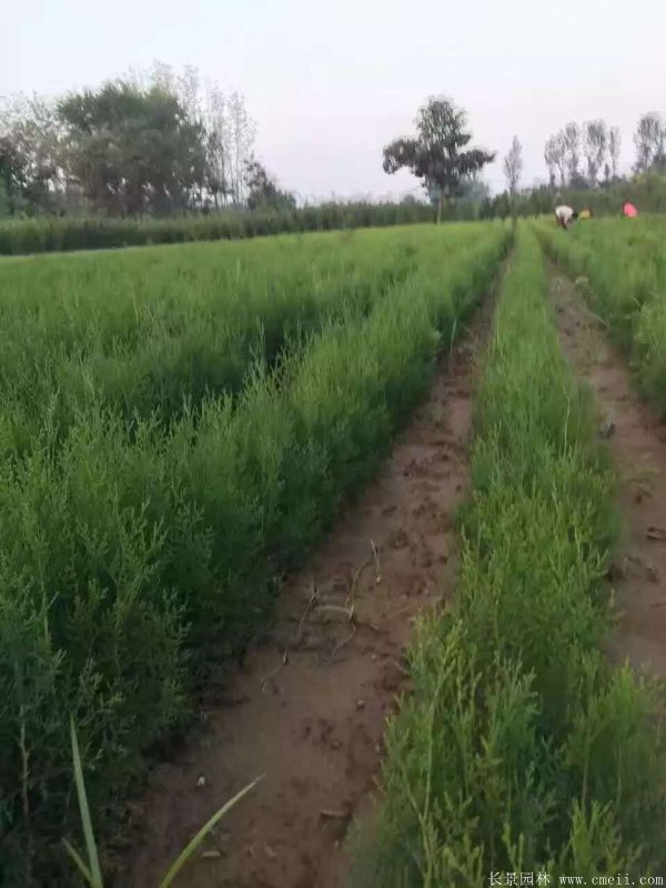 侧柏图片侧柏基地实拍