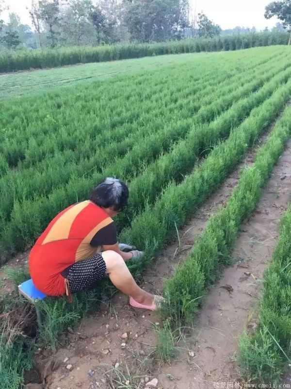 侧柏图片侧柏基地实拍