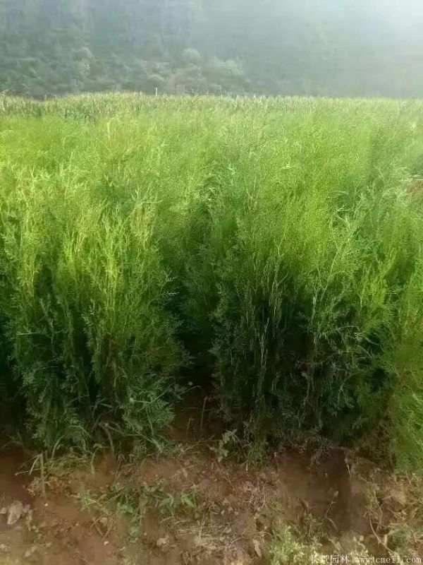 侧柏图片侧柏基地实拍