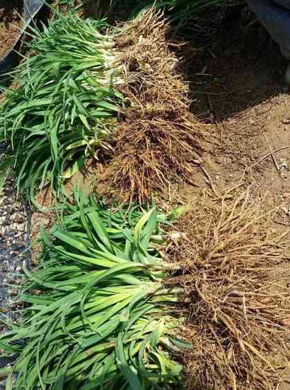 红宝石萱草基地实拍图片