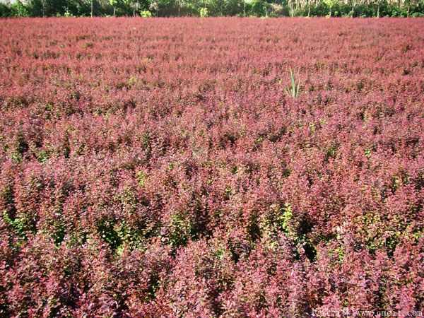红叶小檗图片基地实拍