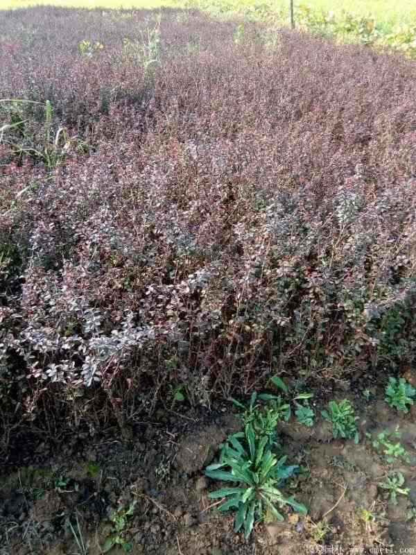 红叶小檗图片基地实拍