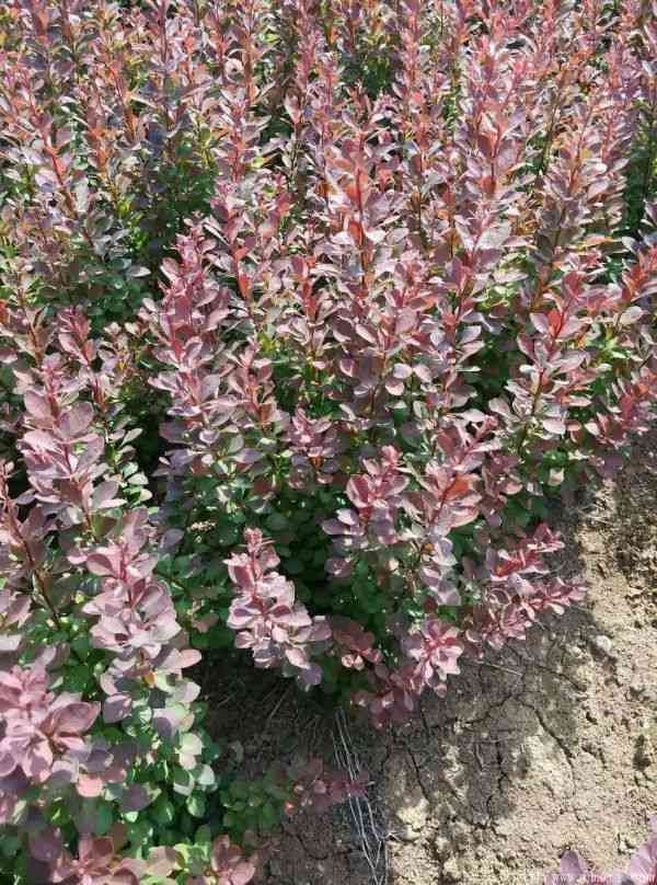 红叶小檗图片基地实拍