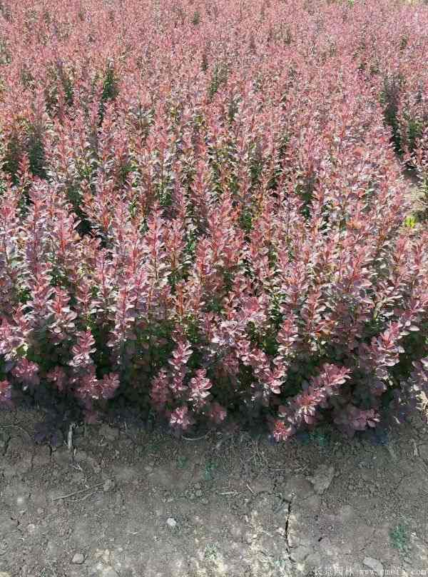 红叶小檗图片基地实拍