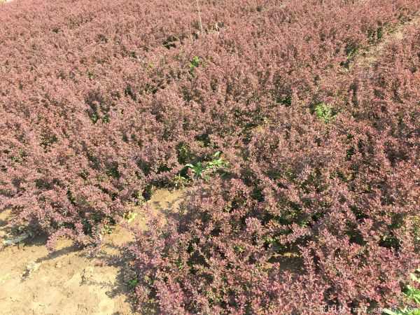 红叶小檗图片基地实拍