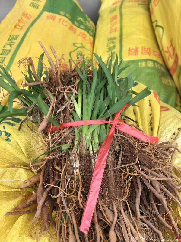 红宝石萱草基地实拍图片