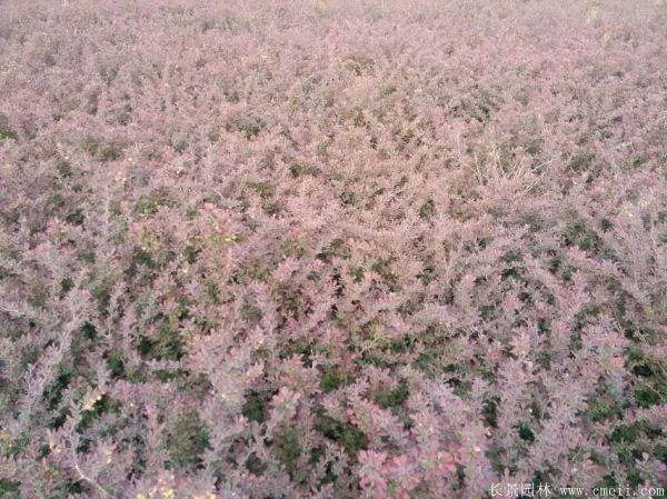 红叶小檗图片基地实拍
