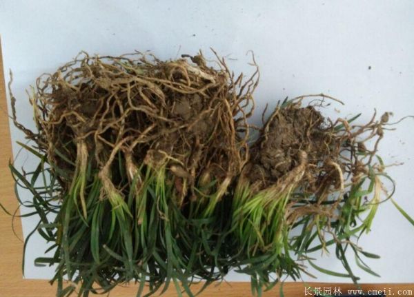 矮麦冬基地实拍图片