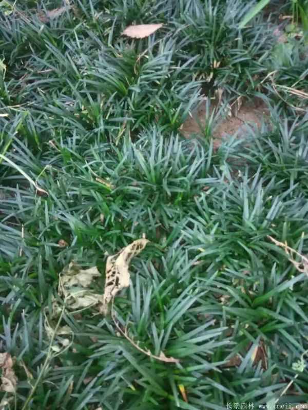 矮麦冬基地实拍图片