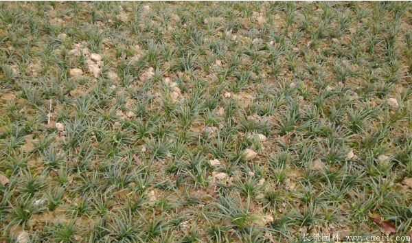 矮麦冬基地实拍图片