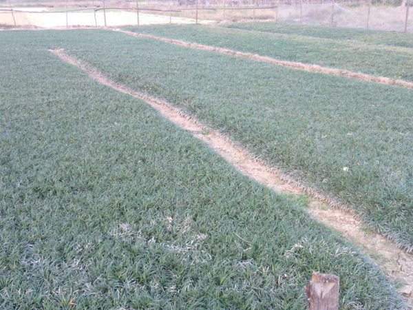 矮麦冬基地实拍图片