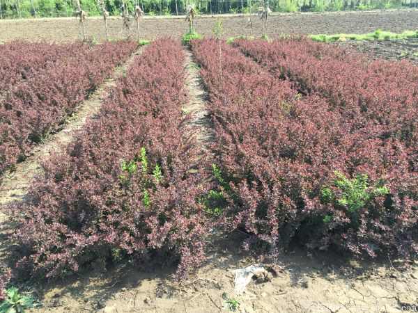 红叶小檗图片基地实拍