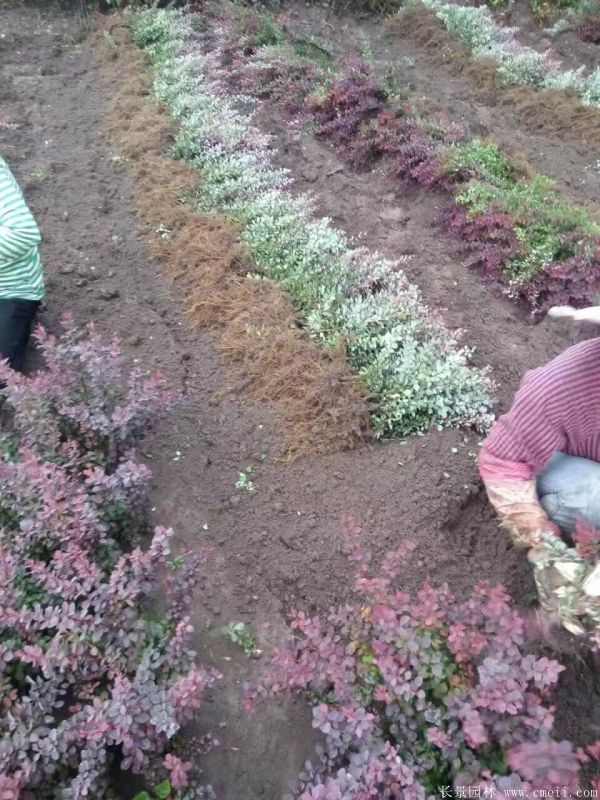 红叶小檗图片基地实拍