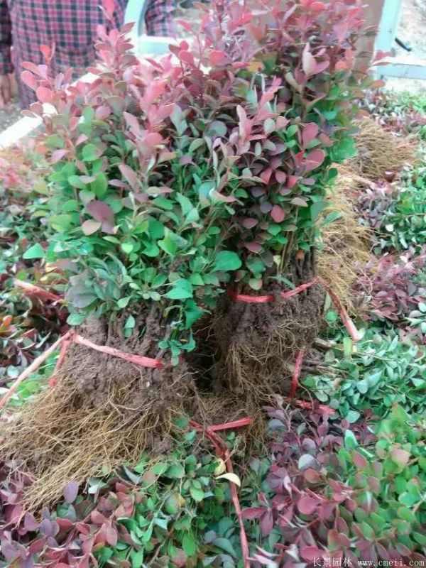 红叶小檗图片基地实拍