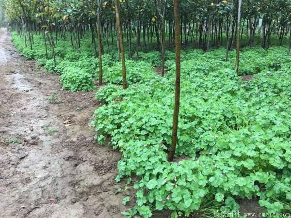 红花草图片基地实拍