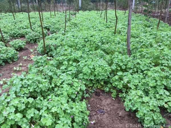 红花草图片基地实拍
