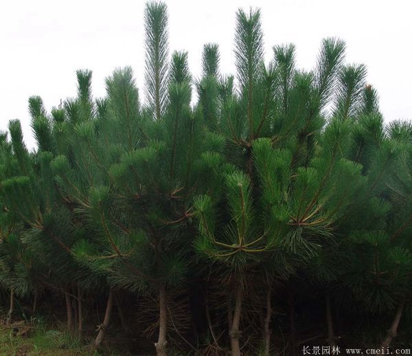 黑松图片黑松基地实拍