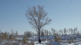 中国人种树有多牛？