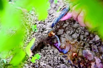 中国人种树有多牛？