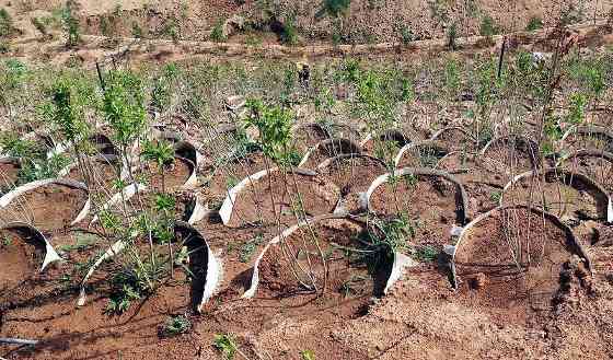 中国人种树有多牛？