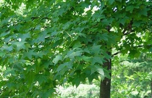 南阳市桐柏县打造中国枫树之乡(图1) 南阳市桐柏县打造中国枫树之乡(图1)