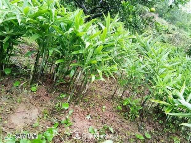 南阳宛农基地分享黄精种苗繁衍方法,繁育需要如何进行(图2) 南阳中药材基地分享黄精种苗繁衍方法,繁育需要如何进行(图2)