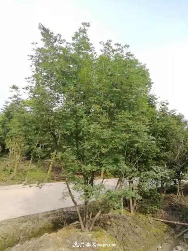2020下半年乡土树种涨价趋势明显,这8种苗木最吃香(图2) 2020下半年乡土树种涨价趋势明显,这8种苗木最吃香(图2)