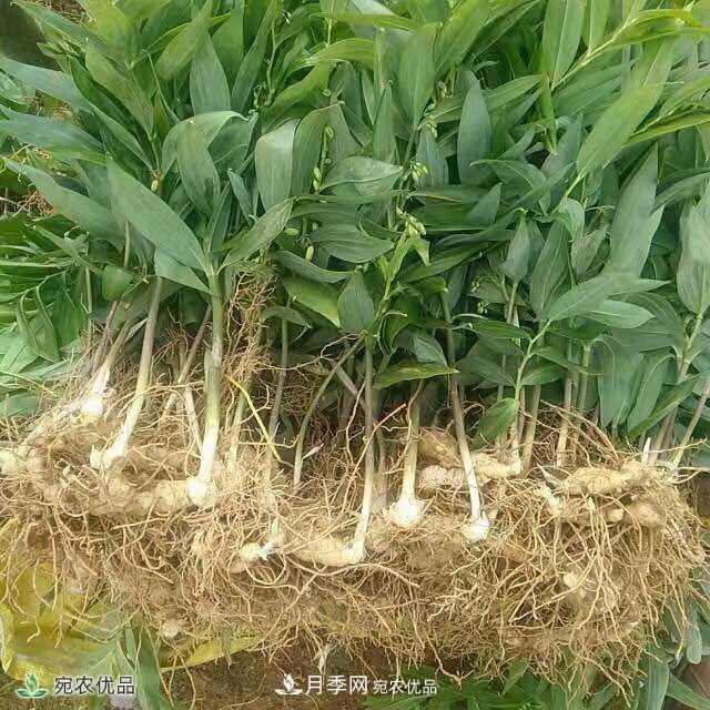 南阳宛农基地分享黄精种苗繁衍方法,繁育需要如何进行(图1) 南阳中药材基地分享黄精种苗繁衍方法,繁育需要如何进行(图1)