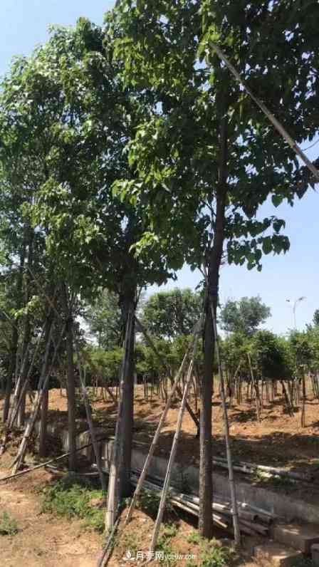 2020下半年乡土树种涨价趋势明显,这8种苗木最吃香(图6) 2020下半年乡土树种涨价趋势明显,这8种苗木最吃香(图6)