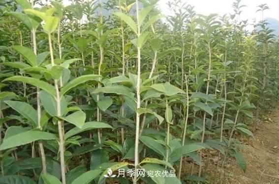 快速学习南阳苗木行业的规格术语 胸径米径冠幅(图1) 快速学习南阳苗木行业的规格术语 胸径米径冠幅(图1)