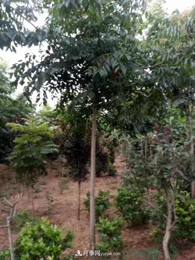 2020下半年乡土树种涨价趋势明显,这8种苗木最吃香(图4) 2020下半年乡土树种涨价趋势明显,这8种苗木最吃香(图4)