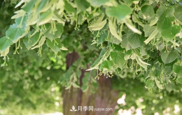 2020下半年乡土树种涨价趋势明显,这8种苗木最吃香(图7) 2020下半年乡土树种涨价趋势明显,这8种苗木最吃香(图7)