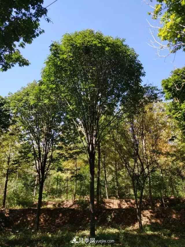 2020下半年乡土树种涨价趋势明显,这8种苗木最吃香(图5) 2020下半年乡土树种涨价趋势明显,这8种苗木最吃香(图5)