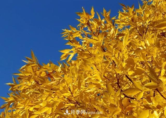 2020下半年乡土树种涨价趋势明显,这8种苗木最吃香(图3) 2020下半年乡土树种涨价趋势明显,这8种苗木最吃香(图3)