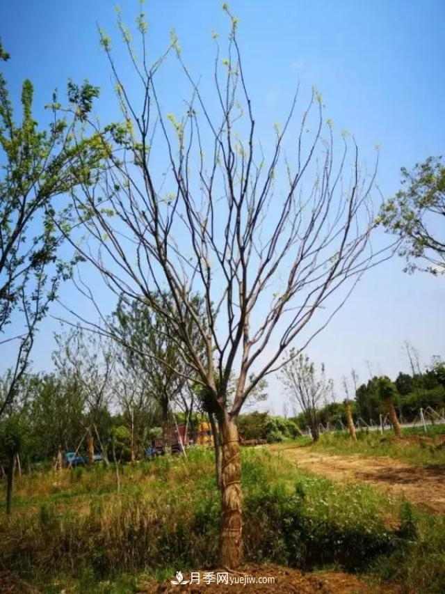 2020下半年乡土树种涨价趋势明显,这8种苗木最吃香(图8) 2020下半年乡土树种涨价趋势明显,这8种苗木最吃香(图8)