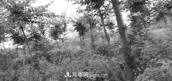 安徽榉树培育的关键技术(图2) 安徽榉树培育的关键技术(图2)