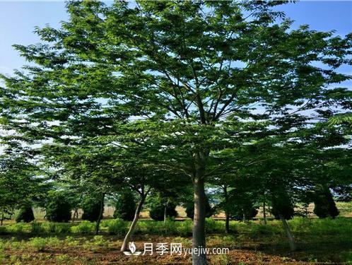 安徽榉树培育的关键技术(图1) 安徽榉树培育的关键技术(图1)