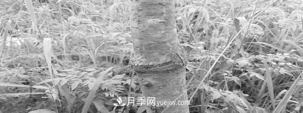 安徽榉树培育的关键技术(图3) 安徽榉树培育的关键技术(图3)