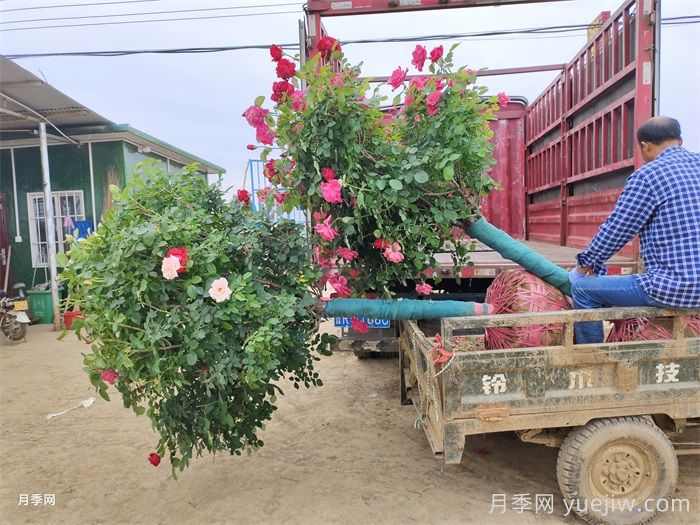 苗木行业需不需要苗贩子经纪人(图1) 苗木行业需不需要苗贩子经纪人(图1)