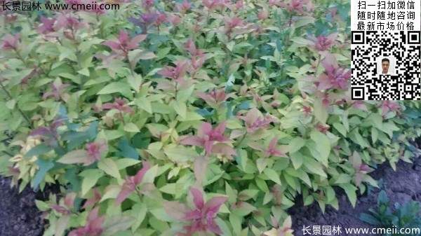 金焰绣线菊基地图片