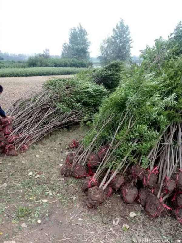 花石榴图片基地实拍