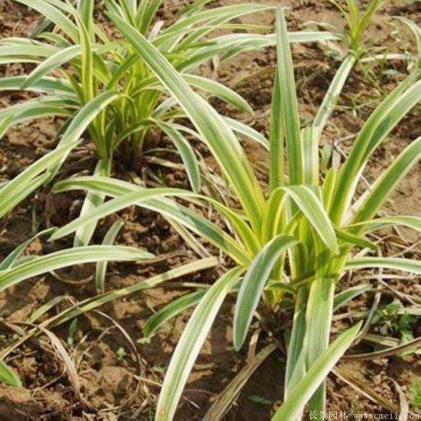 金边麦冬草基地实拍图片