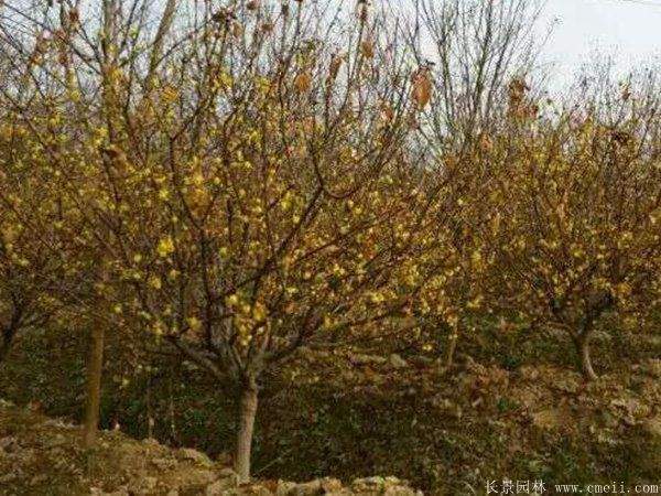 腊梅图片基地实拍